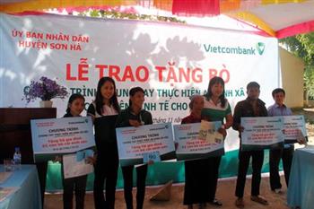 Vietcombank trao 100 con bò giống cho hộ nghèo tại Quảng Ngãi